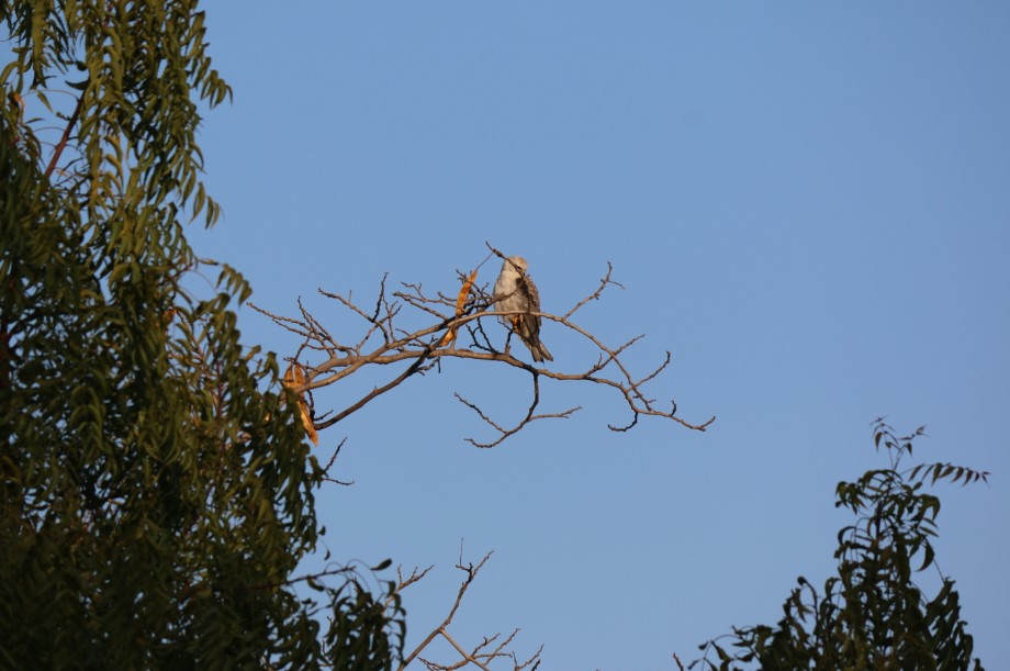 Black Winged Kite At Top Of A Tree