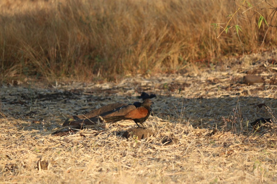 Greater Coucal, or Crow Pheasant aka Bharadwaj Bird