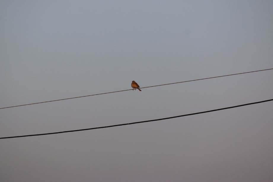 Tawny Pipit on electric wire