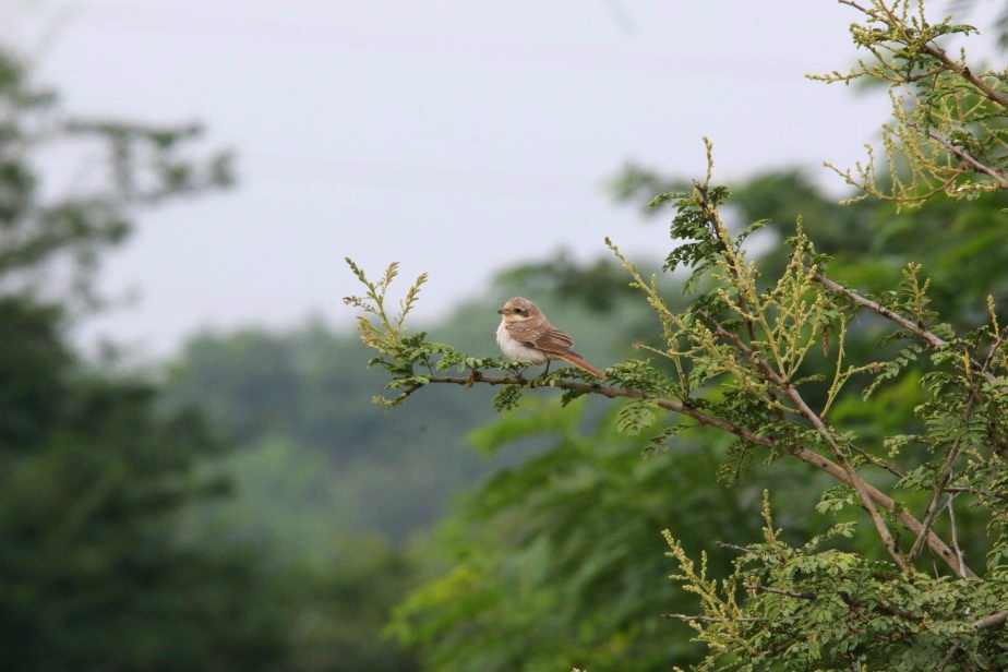 ARAI Bird Photography Bay Backed Shrike Juvenile at ARAI Hill or Vetal Tekdi