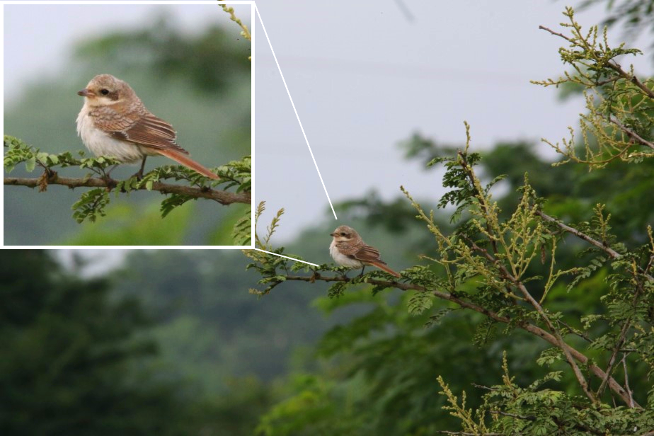ARAI Bird Photography Bay Backed Shrike (Juvenile) at ARAI Hill or Vetal Tekdi